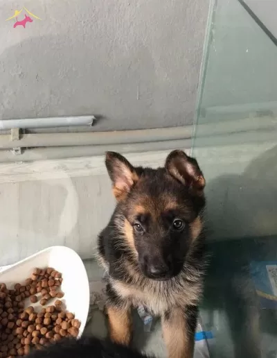 A Kalite Alman Kurdu Yavruları