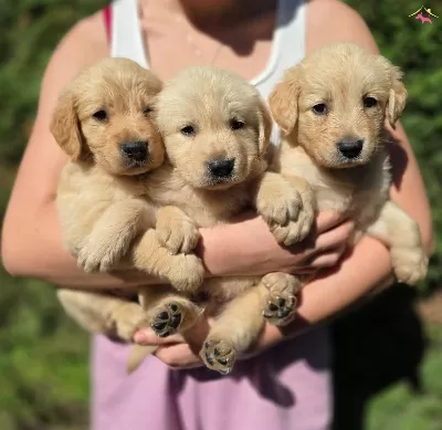 Irk Ve Sağlik Garantili Golden Yavrular