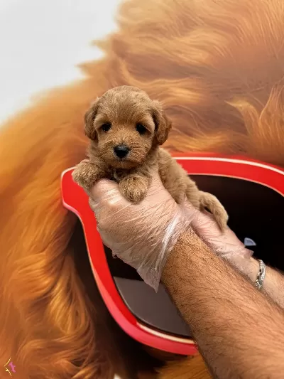 Oyuncak Surat Maltipoo Yavrularımiz