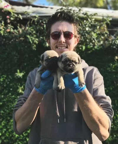 A Kalitede Pug Mobs Yavrularımiz Gul Kuyruk