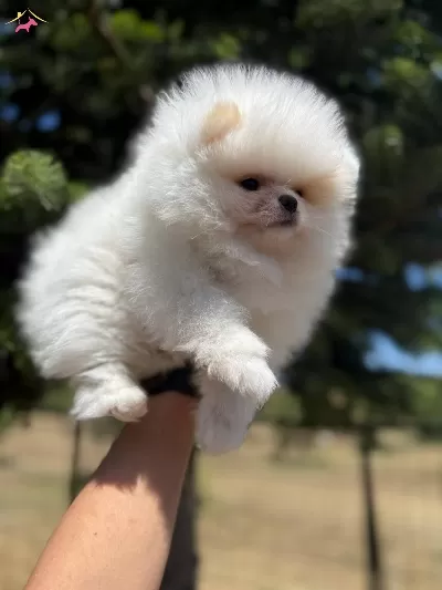 Mini Boy Pomerian Bebekler Sun Kennels