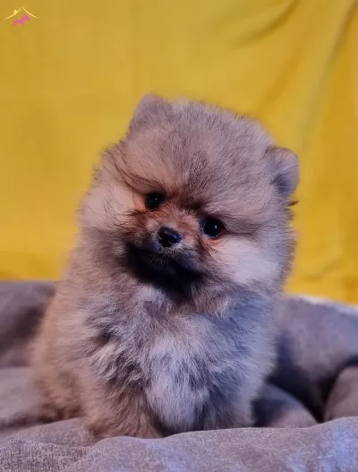 Disi Teacup Secereli Tedybear Pomeranian