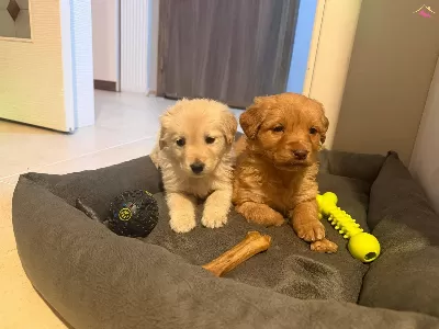 Baby Face Her Renk Golden Yavrular Mevcut