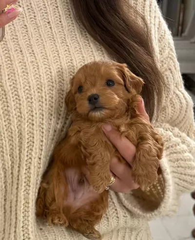 Mini Boy A Kalite Maltipoo Bebekler