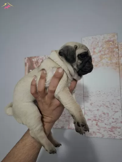 Muhteşem Pug Mops Bebekler