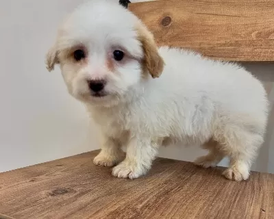 Şeker Maltipoo Bebekler
