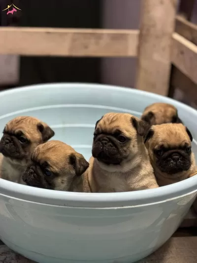 Show Class Pug Mops Bebekler