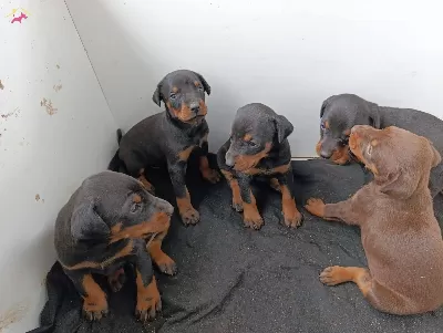 Secereli Safkan Doberman