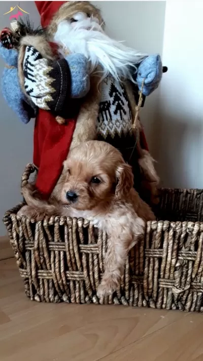 Disi Minik Seker Maltipo bebeğimiz