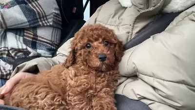 Harika Kondisyonlu Teacup Poddle