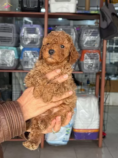 Toy Poodle Bebişlerimiz