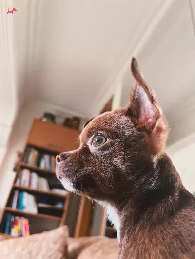 Chihuahua Kahverengi 3 5 Aylık Yavru Kopek