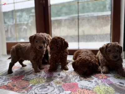 Kusursuz Toy Poodle Yavrularımız Yeni Yuvalarını Arıyorlar