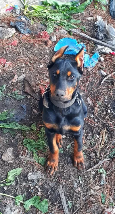Sampiyon Soydan Doberman Yavrular