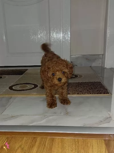 Orginal Irk Toy Poodle