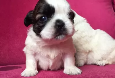 Orjinal Shih Tzu Yavrularımız Ab Pasaportlu Microchipli