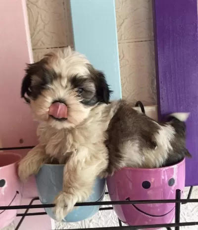 Shih Tzu Saf Irk Yavrularım