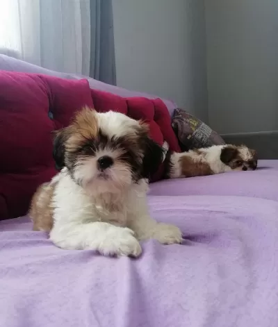 Mukemmel Shih Tzu Bebekler
