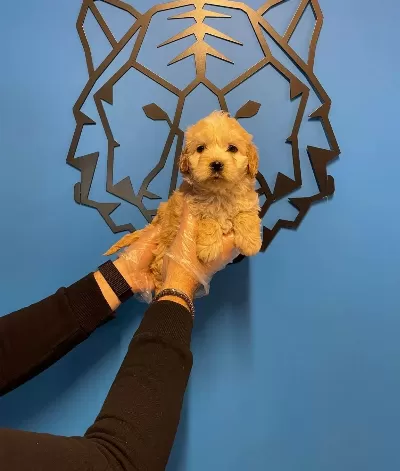 Cok Ozel Maltipoo Bebeklerimiz