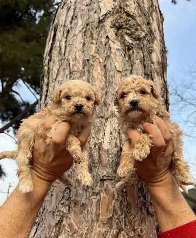Mukemmel Maltipoo Bebeklerimiz