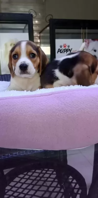 Safkan Irk Garantili Beagle Bebekler