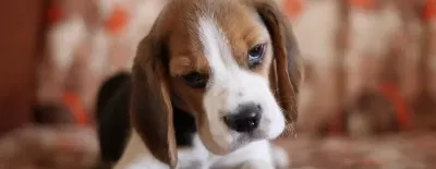 Harika Beagle Yavrularımız