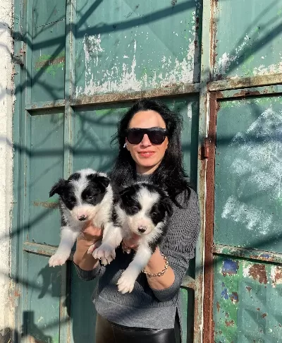 Border Colie Yavrularım Sağlık Ve Irk Garantilidir