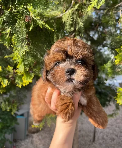 Shihpoo Erkek Bebek Yavrumuz