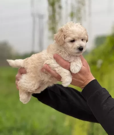 Safkan Irk Garantili Maltipoo Yavrular