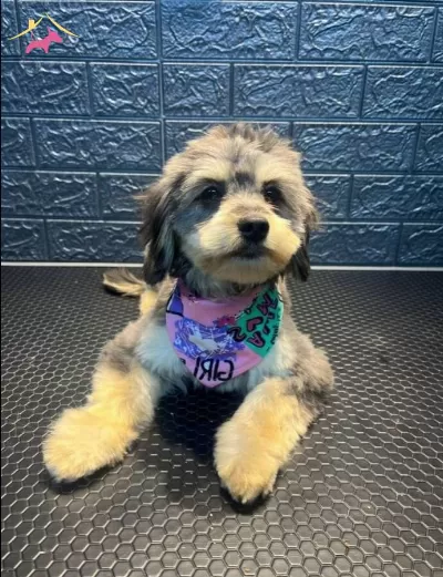 Gumus Karamel Super Oyuncu Disi Poodle