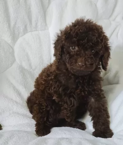 Chocolate Toy Poodle Bebekler