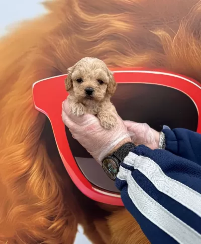 Gerçek Tea Cup Maltipoo Yavrularımız