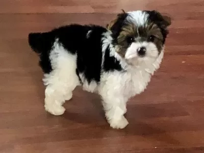Ev Ortamında Yetisen Akıllı Shih Tzu Yavruları
