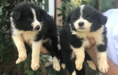 Border Collie Yavrularımız