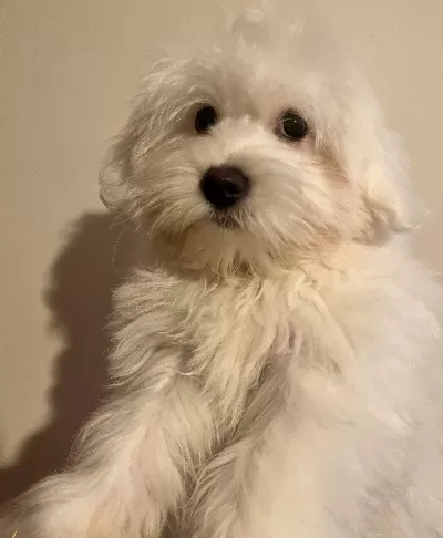 4 Aylık Kar Topu Erkek Maltese Terrier