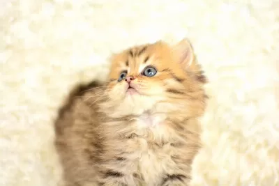 Show Kalitede Golden Ny25 British Longhair