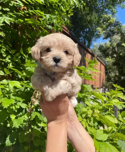 Ped Eğitimli Cicek Gibi Maltipoo Bebekler