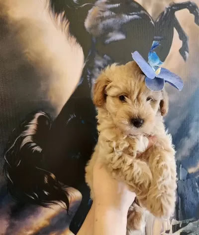 Tam Bir Leydi A Kalite Maltipoo Disi bebeğim