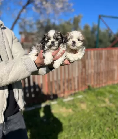 Shih Tzu Yavrularımız
