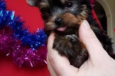 Irk Garantili Yorkshire Terrier Yavruları