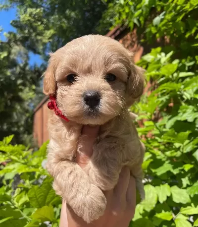 Sevimli Maltipoo Yavrularımız
