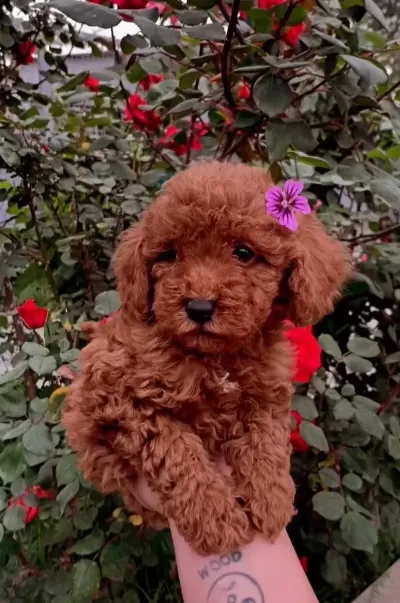 Irk Ve Sağlık Garantili Toy Poodle Yavruları