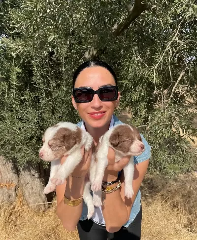 Border Colie Yavrularım Sağlık Ve Irk Garantilidir