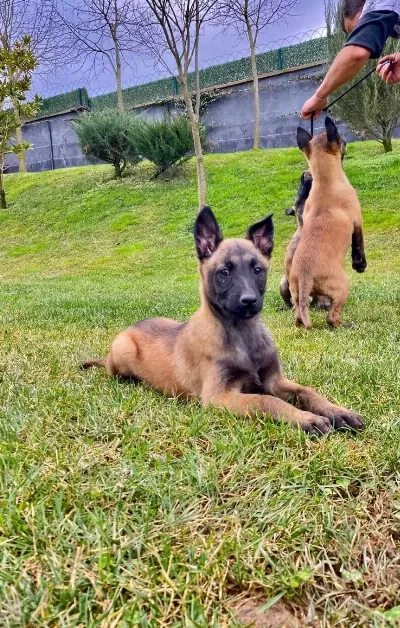 Zeki Ve Atik Belcika Malinois Yavruları Kopek Dunyası