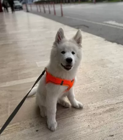 Bembeyaz Dunyalar Yakısıklısı Bir Samoyed