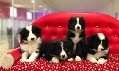 Zeka Kupu Border Collie Yavruları