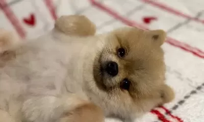 Yetişkin Ayı Surat Teacup Pomeranian Boo