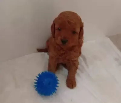 Kızıl Dokulu Antialerjik Toy Poodle Kucuk Irk