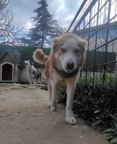 Sibirya Kurdu Husky Konya