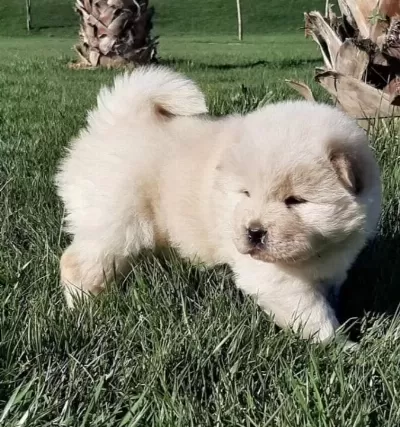 Beyaz Chow Chow Yavruları
